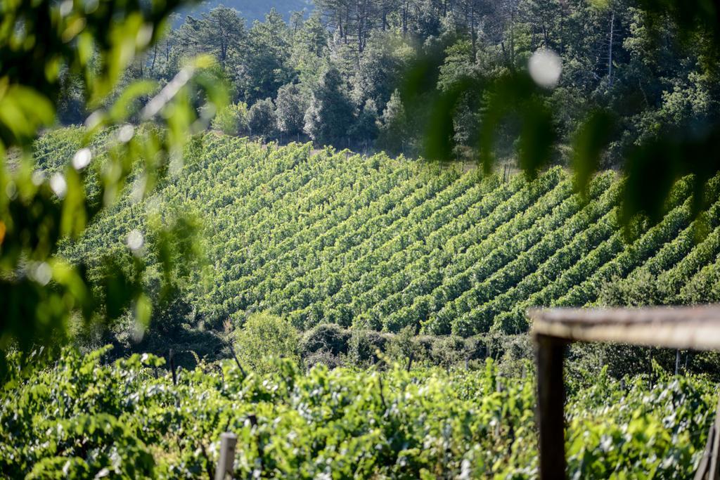 Agriturismo Fattoria Di Gratena Arezzo Kültér fotó